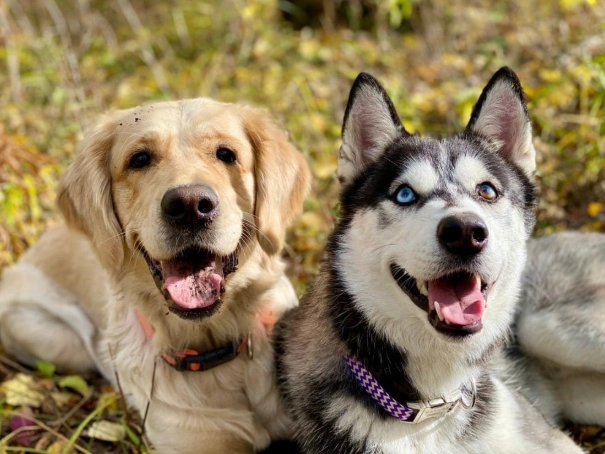 goberian dog goberian dog