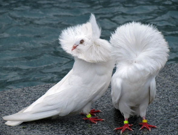 black and white cuckoo black and white cuckoo