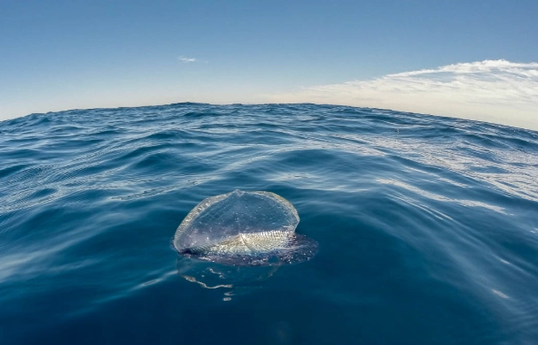 blue sea raft blue sea raft