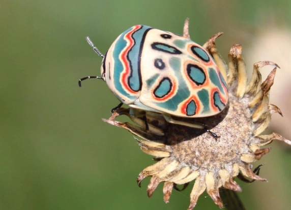 is the picasso bug poisonous