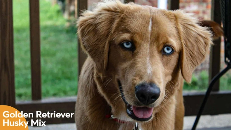 husky golden retriever mix husky golden retriever mix
