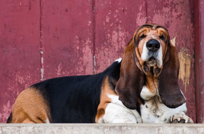 Basset Hound mix size