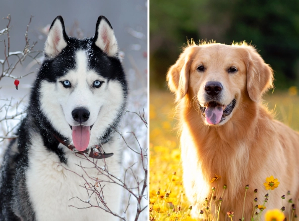 siberian husky golden retriever mix siberian husky golden retriever mix