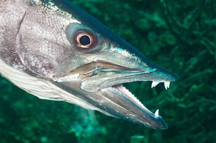 sharp-toothed fish species
