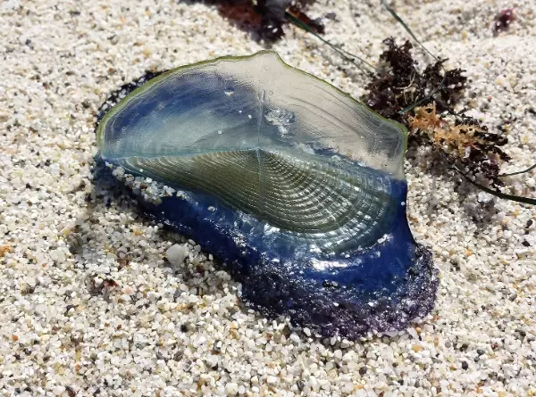 Velella velella Velella velella