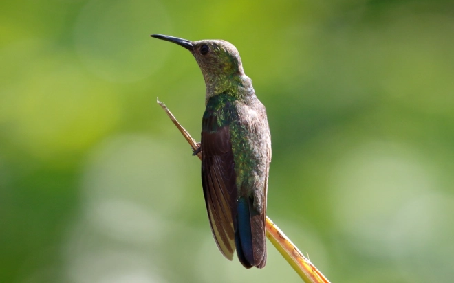 pied crested cuckoo pied crested cuckoo