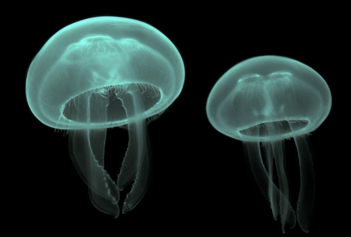 how do jellyfish mate how do jellyfish mate