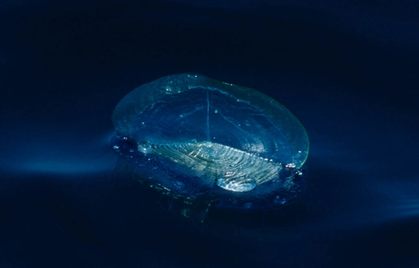 Velella velella Velella velella