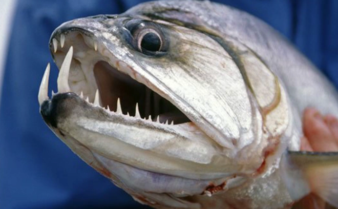 fish with teeth and lips fish with teeth and lips