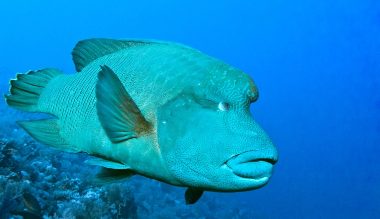 head and lateral line erosion head and lateral line erosion