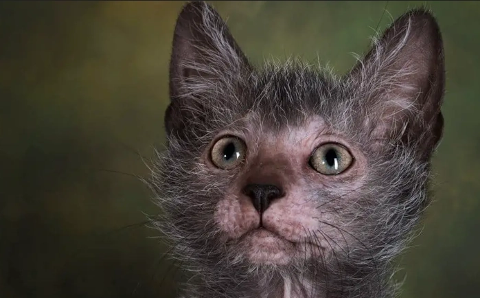 werewolf cat for sale