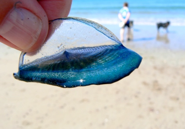 Velella velella Velella velella