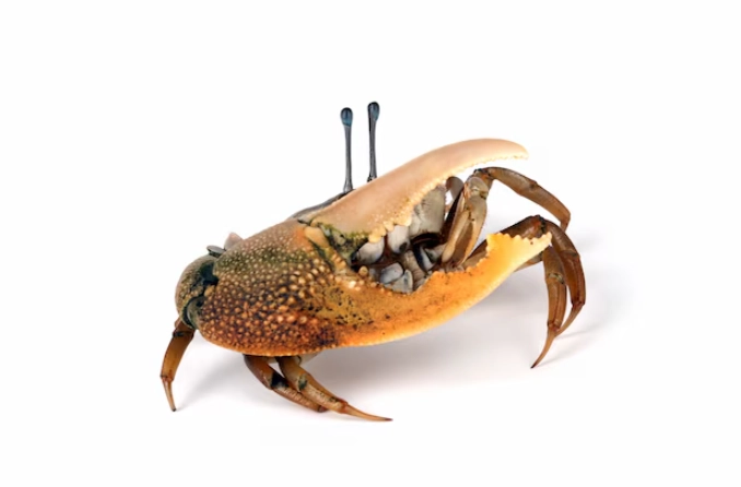 fiddler crab care