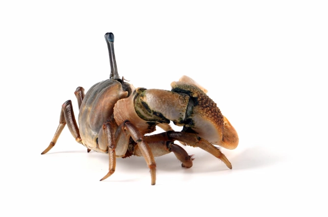 violin fiddler crab