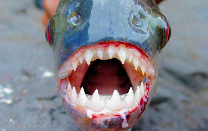 sharp-toothed fish species