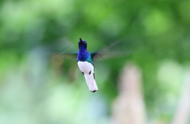 black and white cuckoo black and white cuckoo