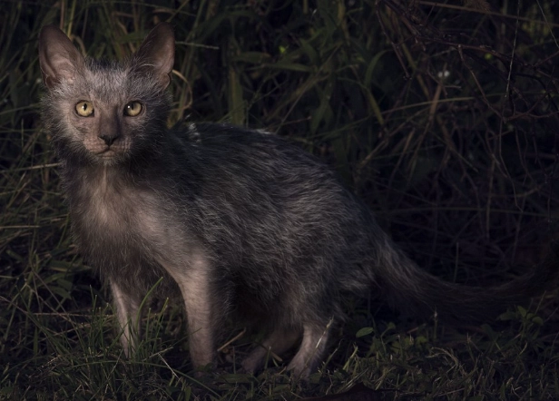 lykoi cat breed