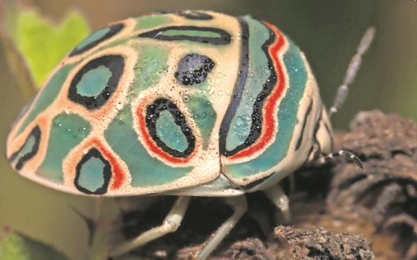 picasso bug bite