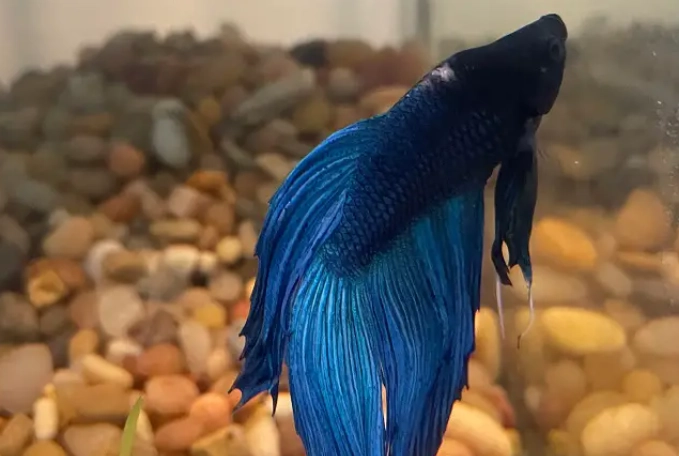 saltwater fish head bump saltwater fish head bump