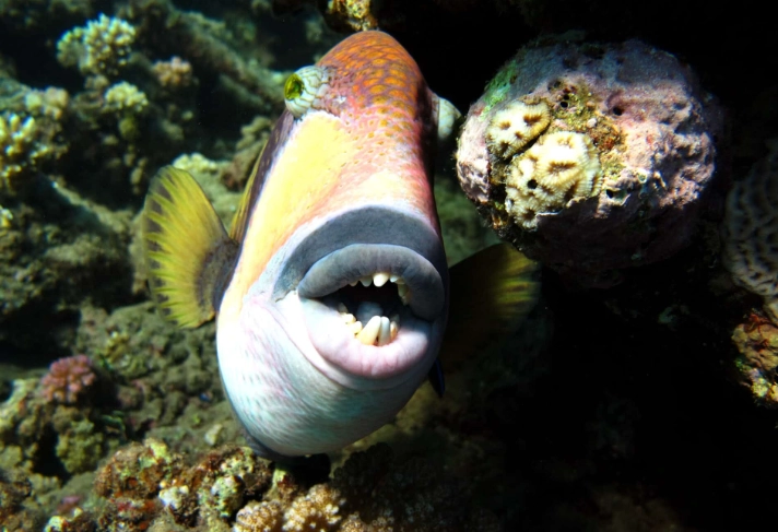 fish with human like teeth fish with human like teeth