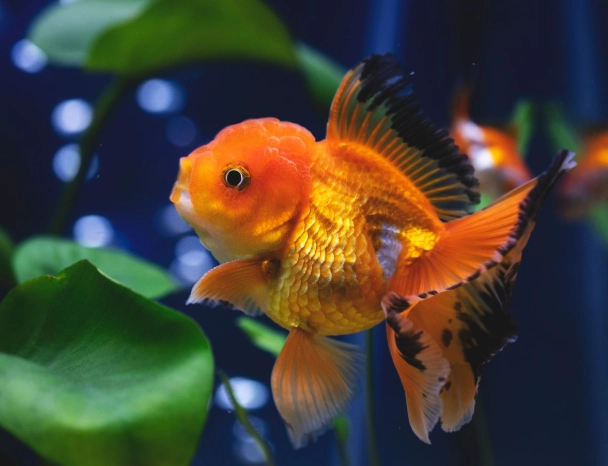 saltwater fish head bump saltwater fish head bump