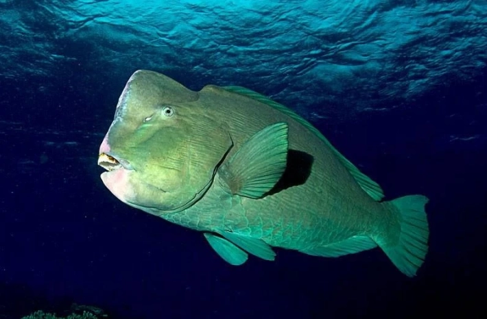 bumphead parrotfish habitat bumphead parrotfish habitat