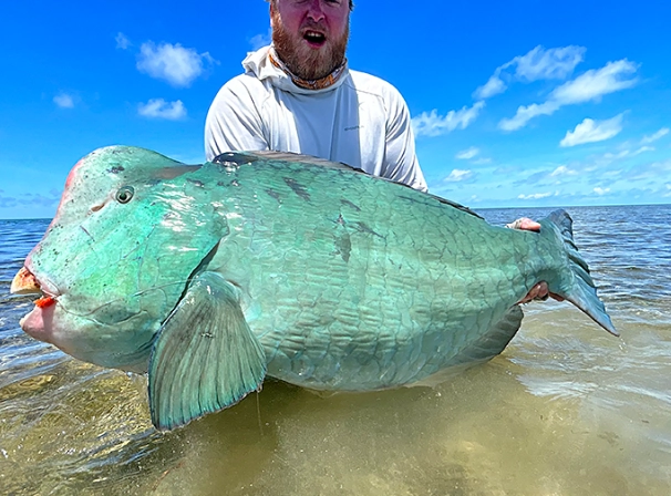 where to see bumphead parrotfish where to see bumphead parrotfish