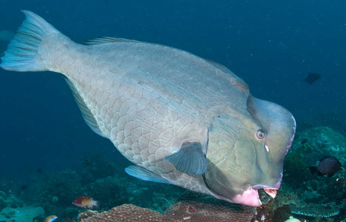 where to see bumphead parrotfish where to see bumphead parrotfish