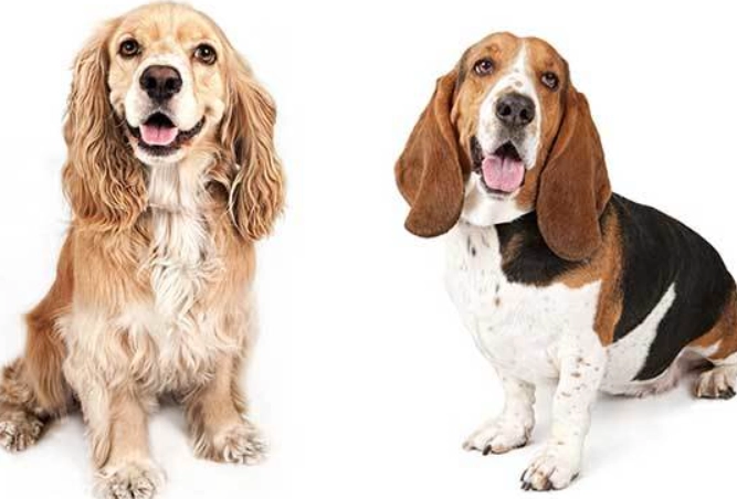 Basset Hound Cocker Spaniel Mix Guide: Temperament, Care & Health Facts
