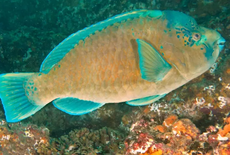 where to see bumphead parrotfish where to see bumphead parrotfish
