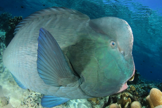 bumphead parrotfish habitat bumphead parrotfish habitat