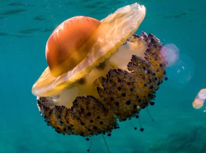 jellyfish reproduction