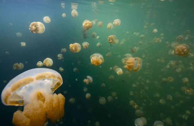 jellyfish reproduction