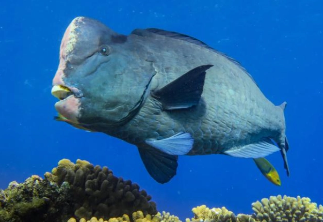 where to see bumphead parrotfish where to see bumphead parrotfish