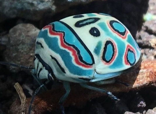 Picasso bug location