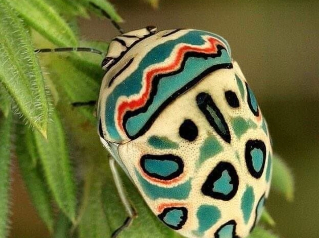 find Picasso bug