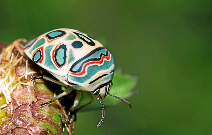 find Picasso bug