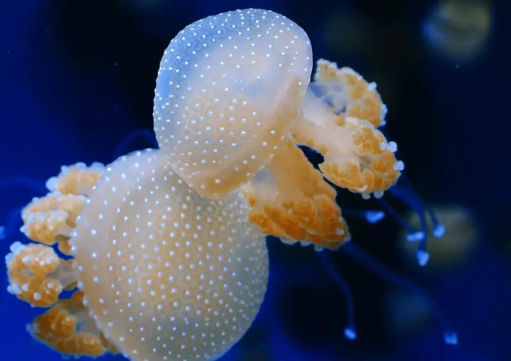 do jellyfish lay eggs