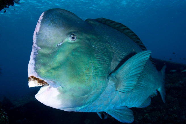 bumphead parrotfish habitat bumphead parrotfish habitat
