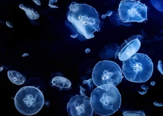 jellyfish life cycle