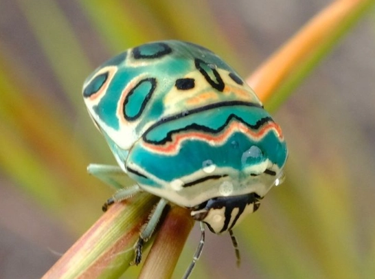 find Picasso bug