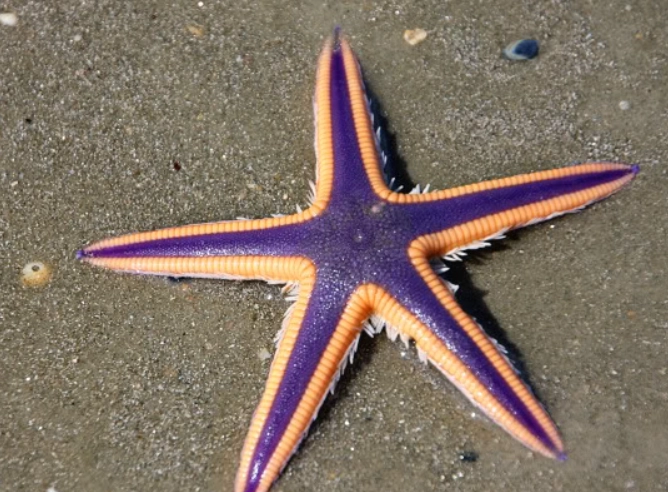 Florida starfish identification Florida starfish identification