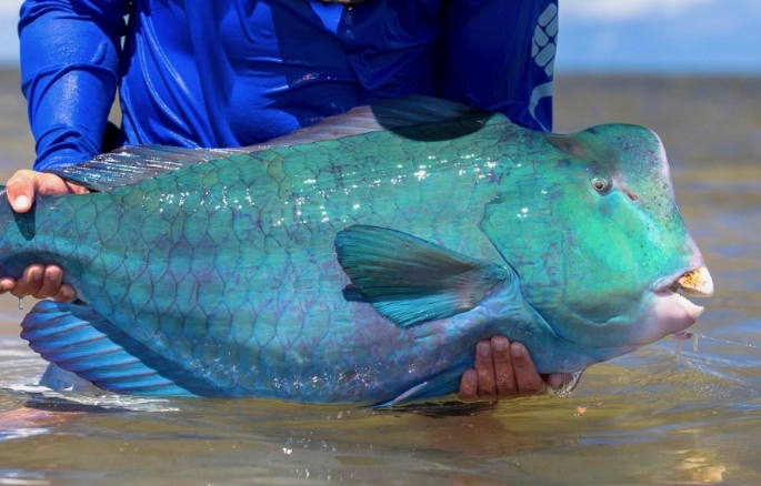 Parrotfish beak function