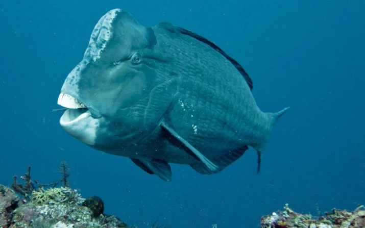 Coral reef bioerosion