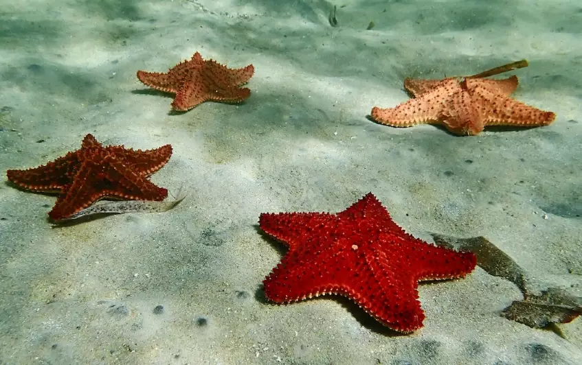 Florida beachcombing Florida beachcombing
