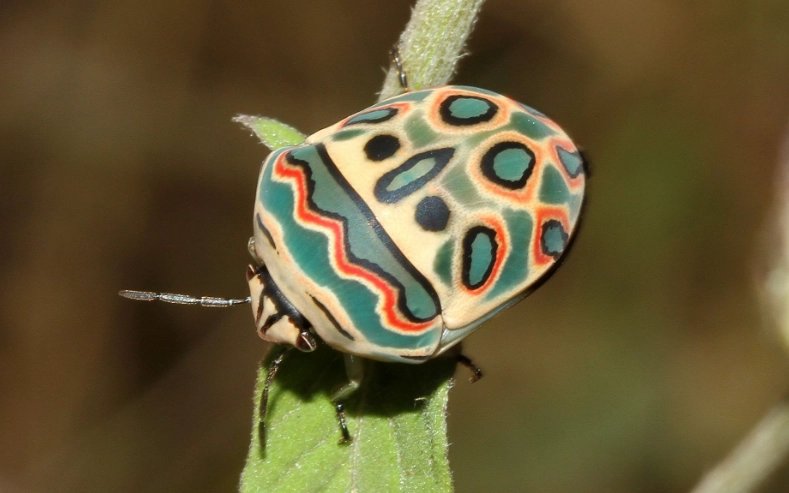 colorful shield bug