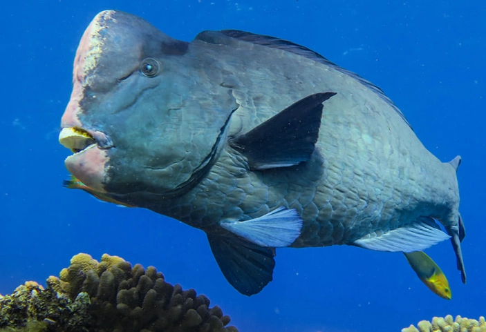 Coral reef bioerosion