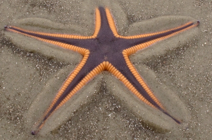 Florida beachcombing Florida beachcombing