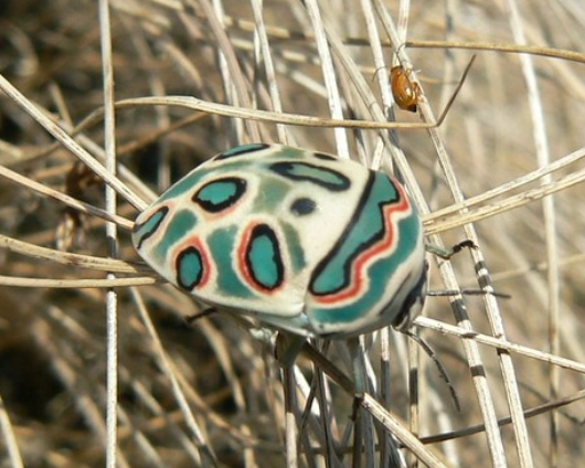 Sphaerocoris annulus