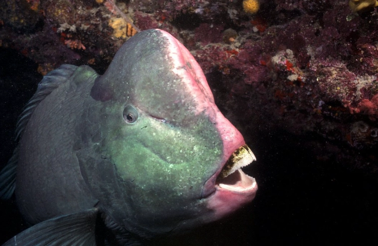 Bumphead parrotfish teeth